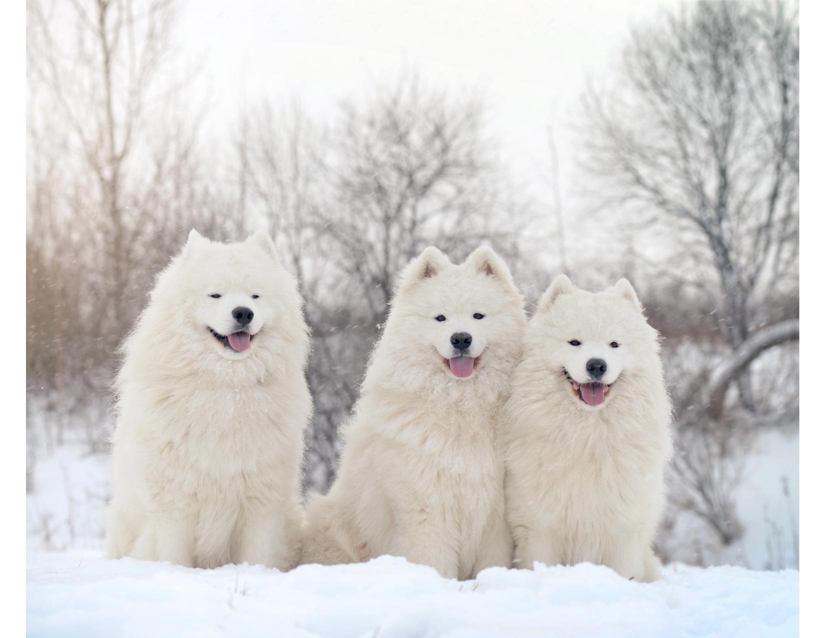 SAMOYED