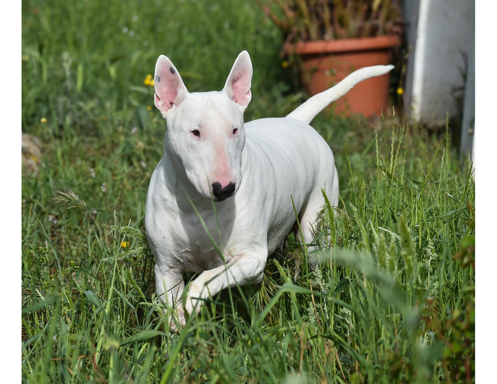 BULL TERRIER