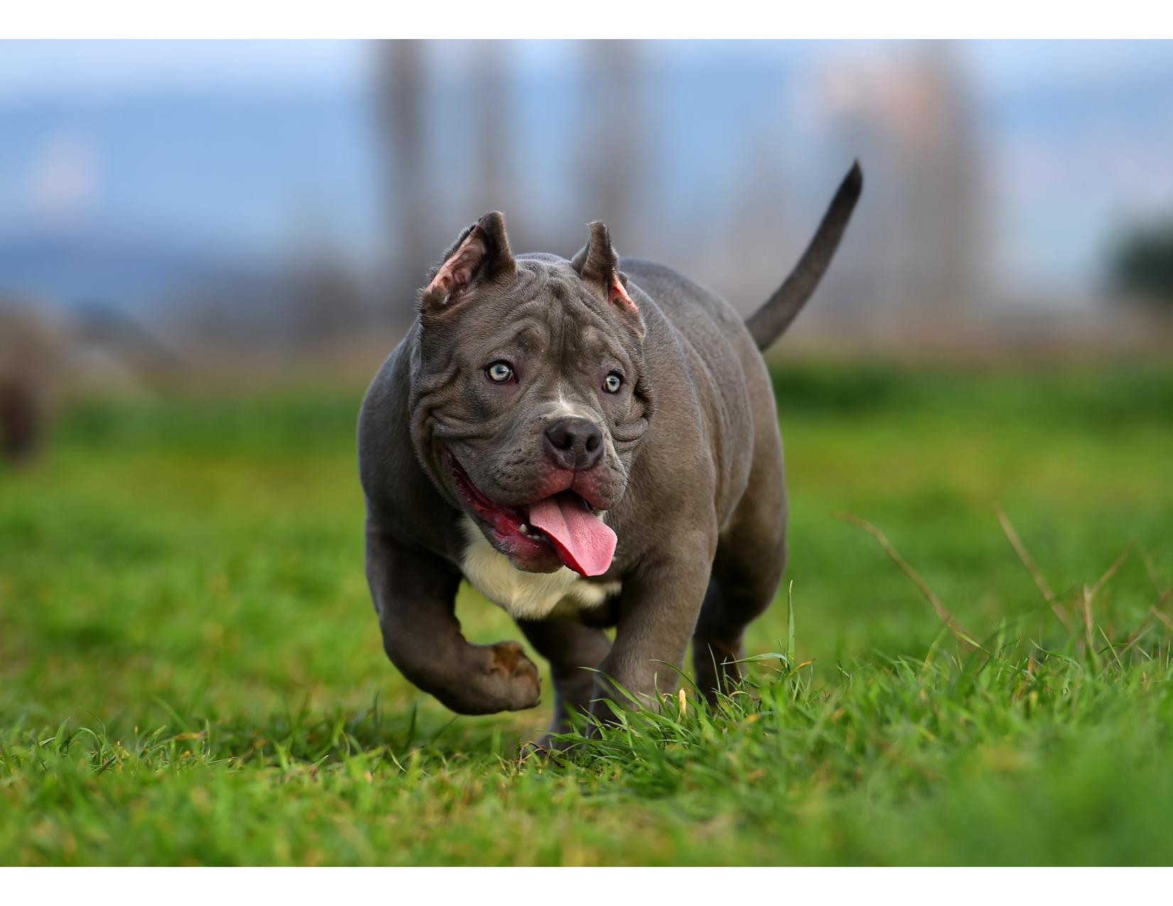 AMERICAN BULLY (Standard)