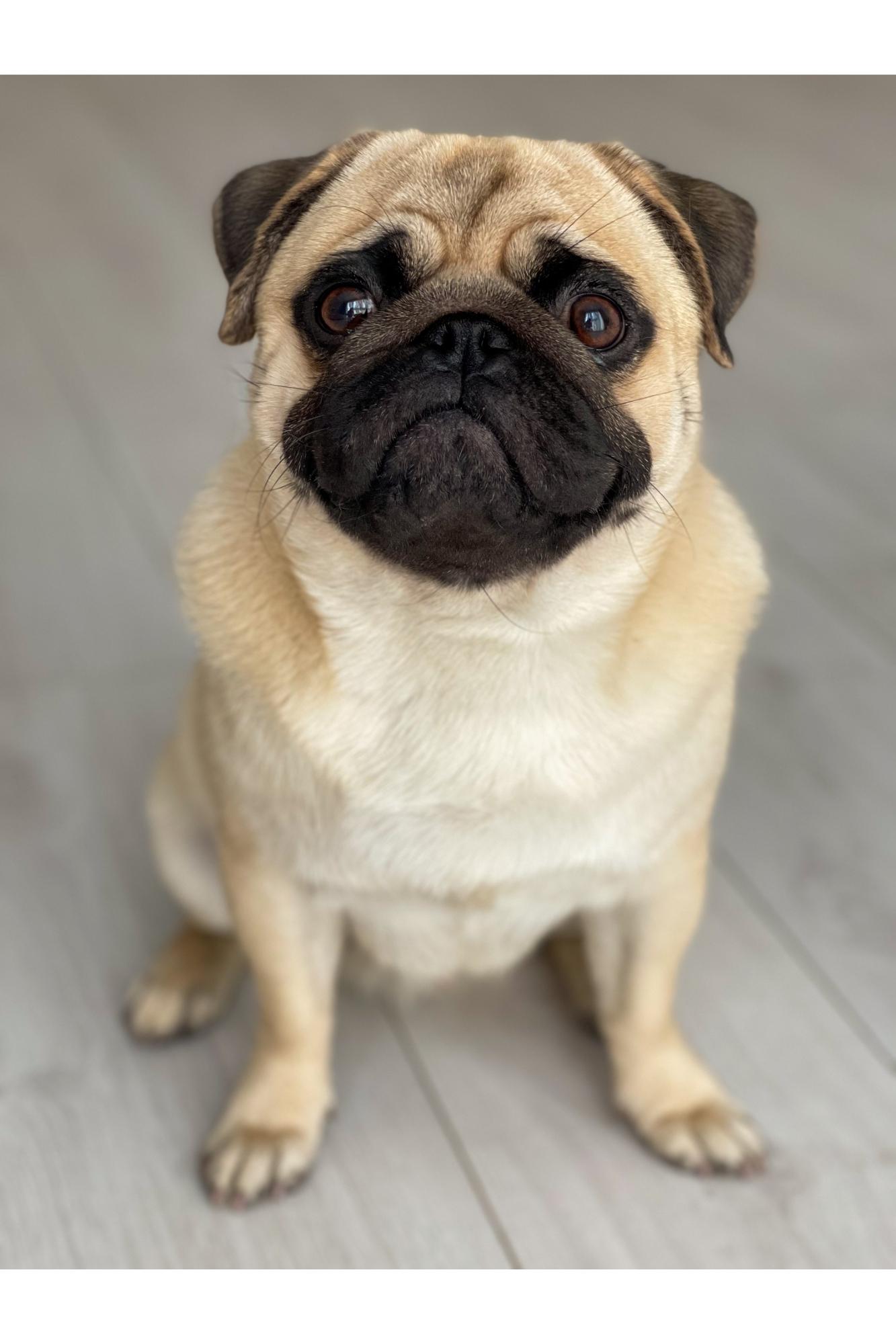 PUG