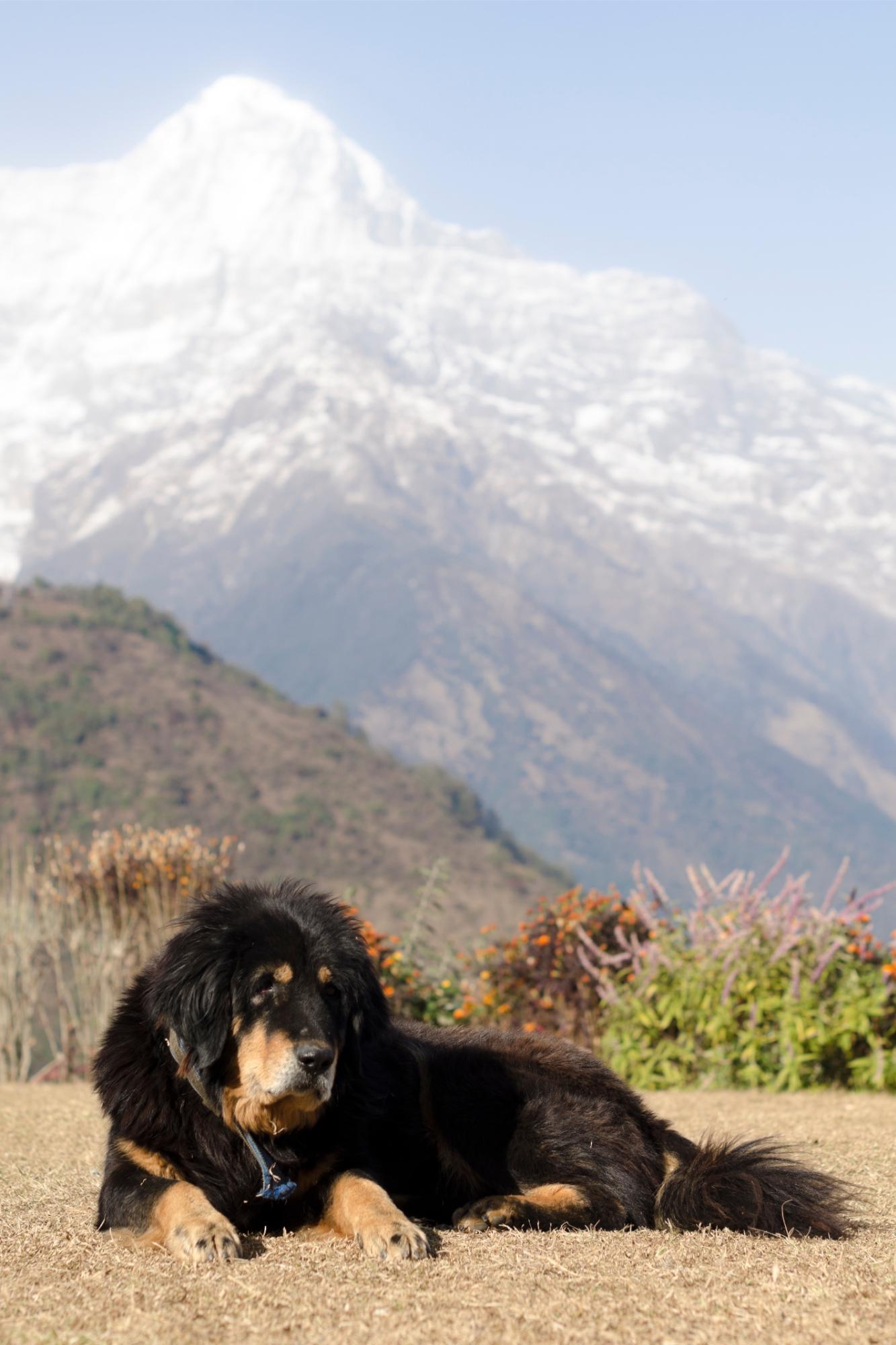 HIMALAYAN SHEEPDOG