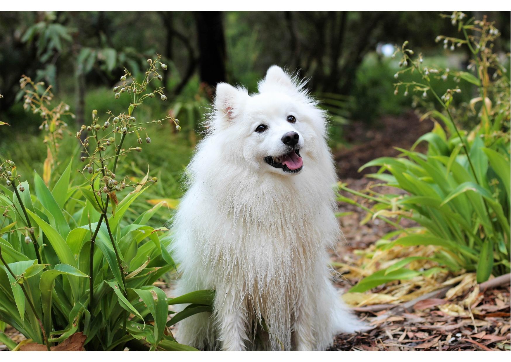 INDIAN SPITZ