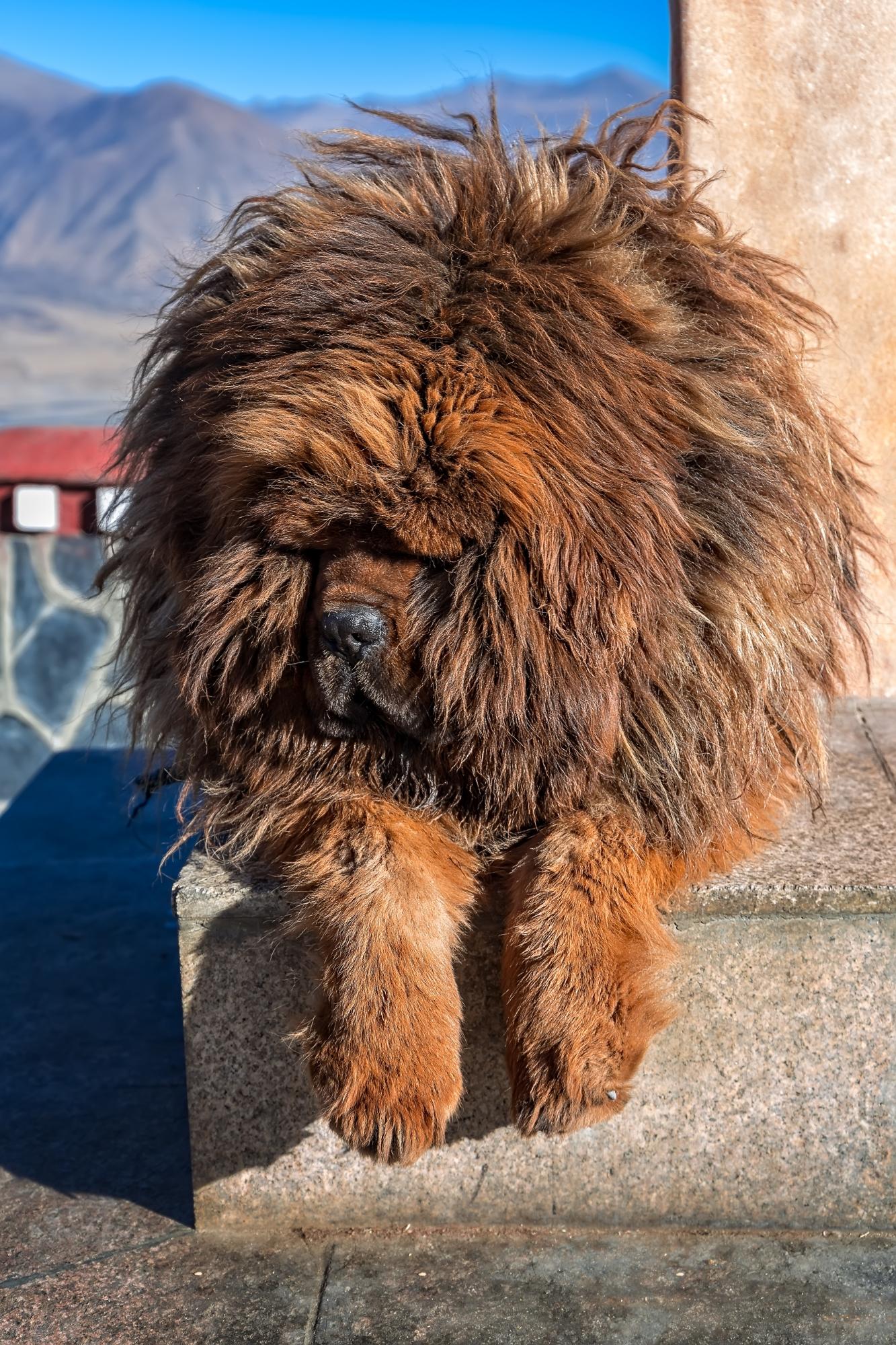 TIBETAN MASTIFF