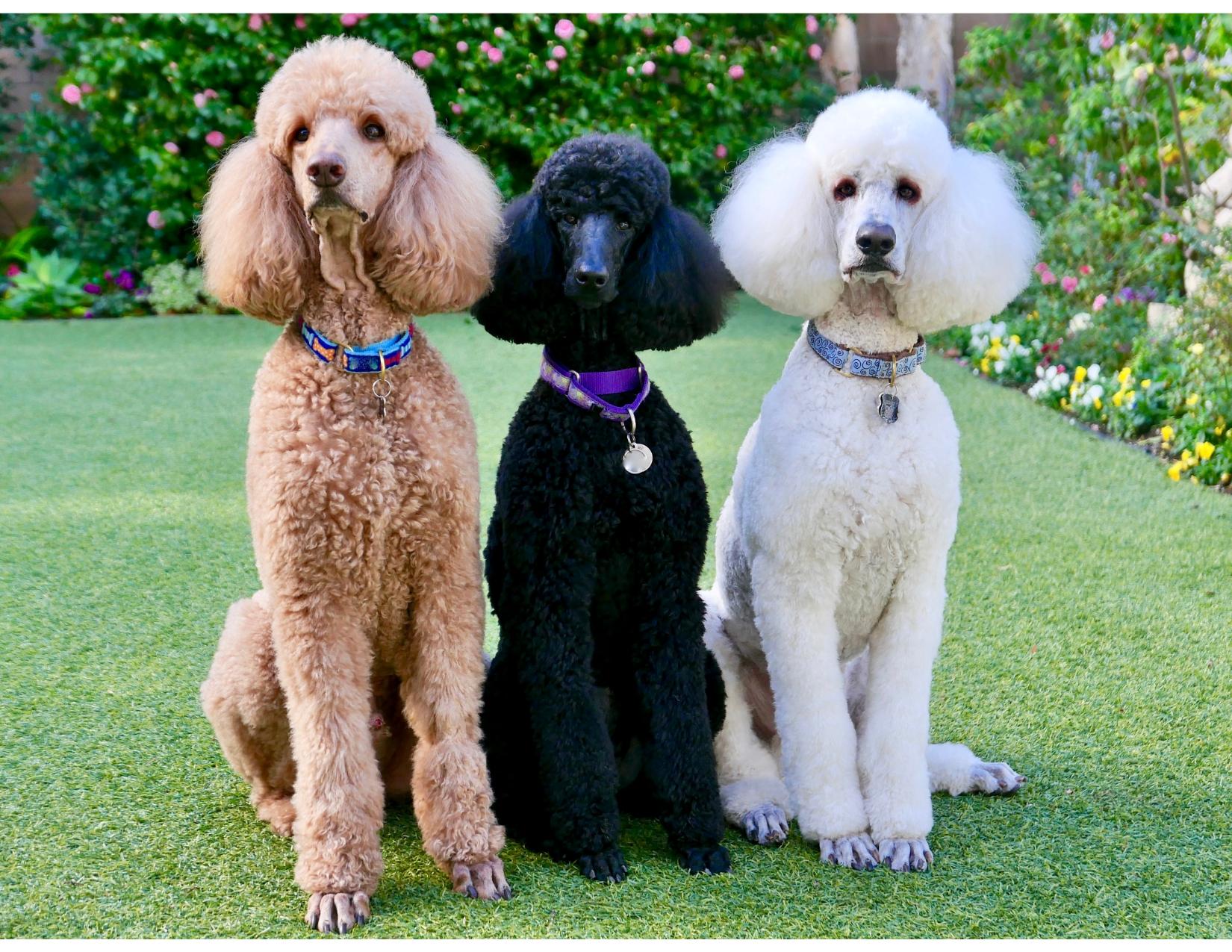 POODLE (STANDARD)