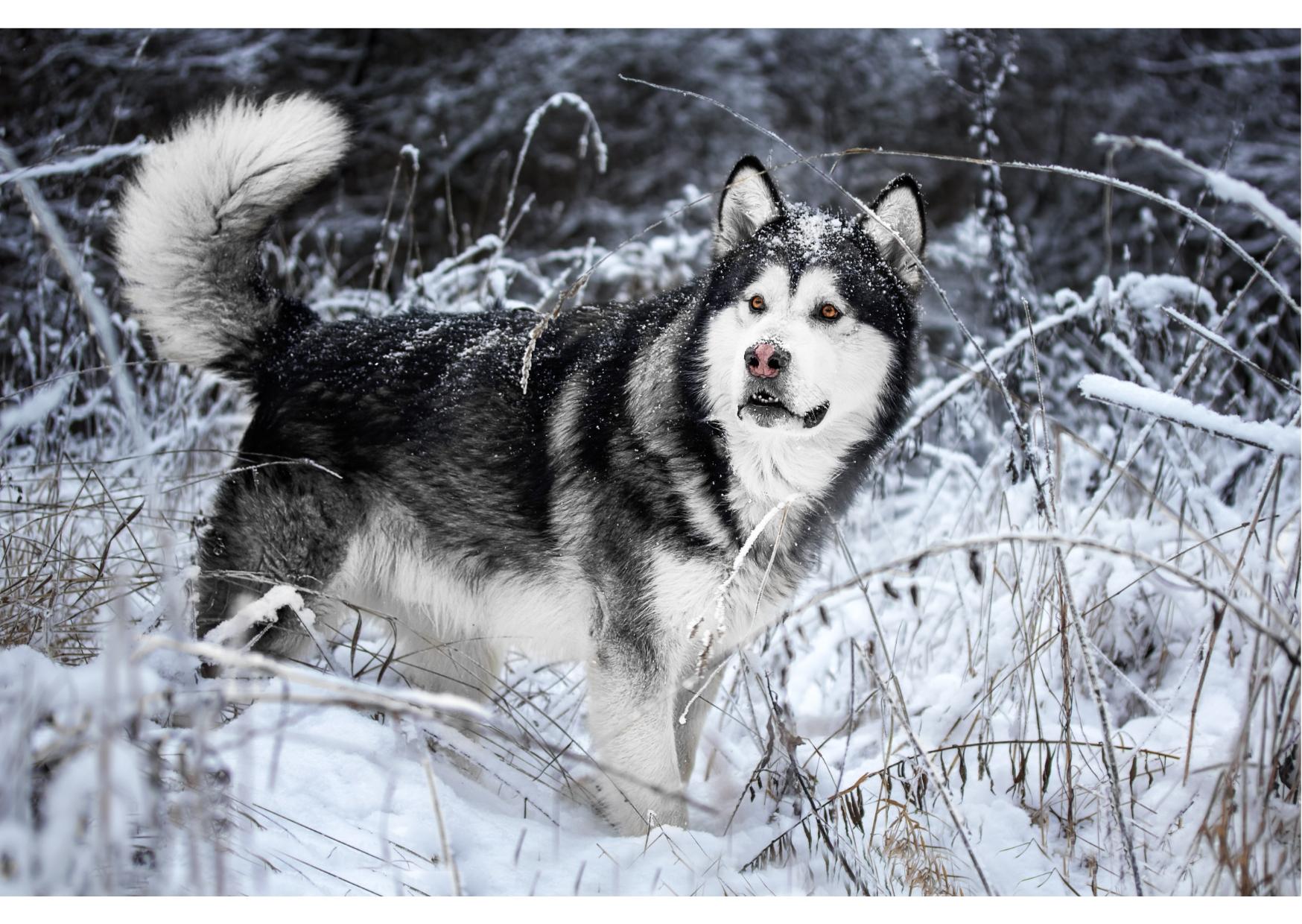 ALASKAN MALAMUTE