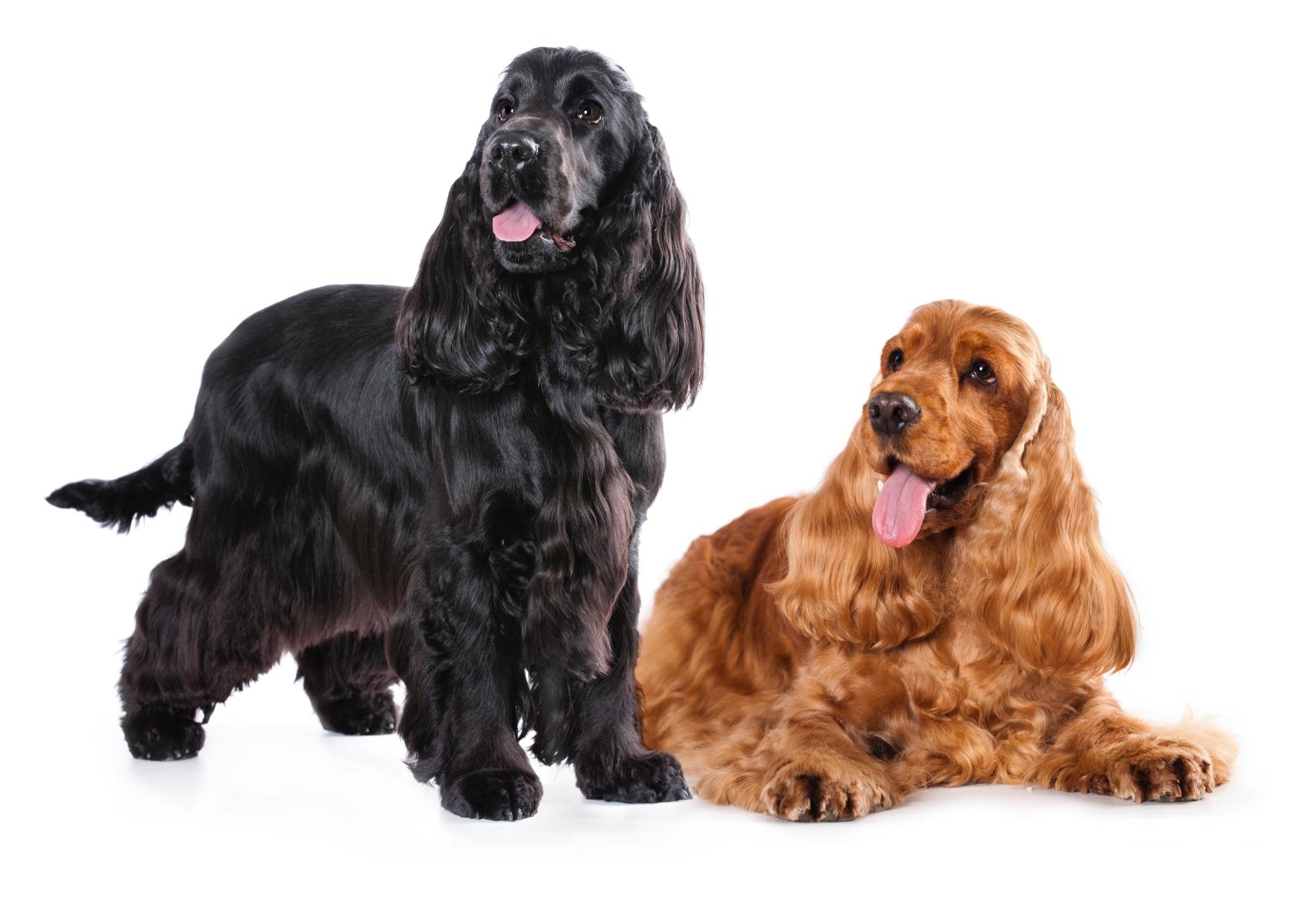 ENGLISH COCKER SPANIEL