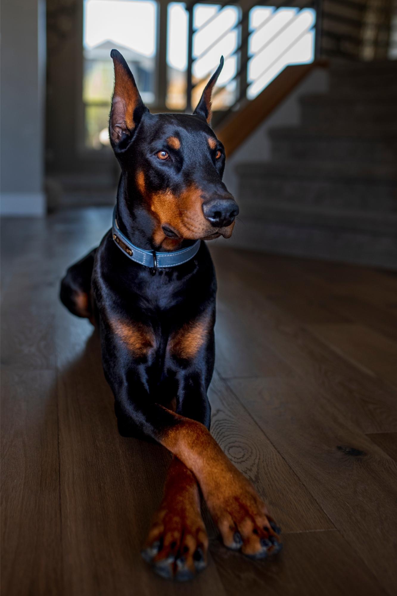 DOBERMAN PINSCHER