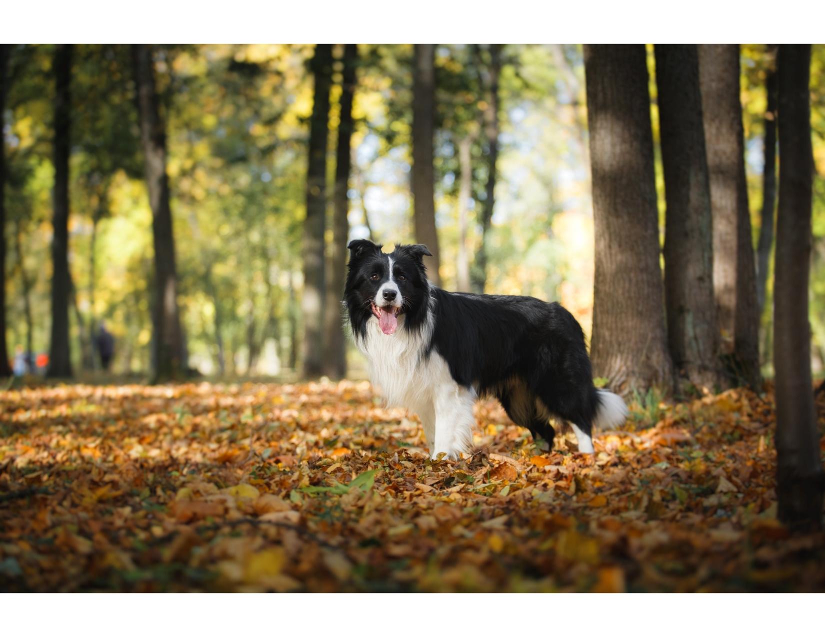 BORDER COLLIE