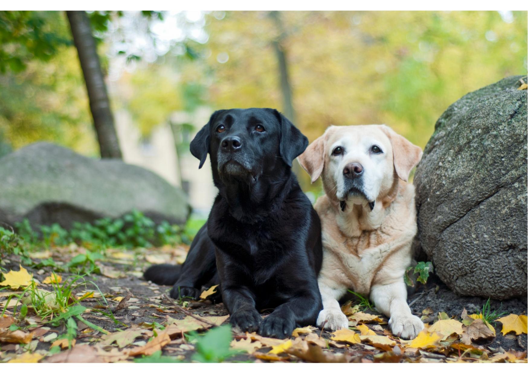 LABRADOR RETRIEVER