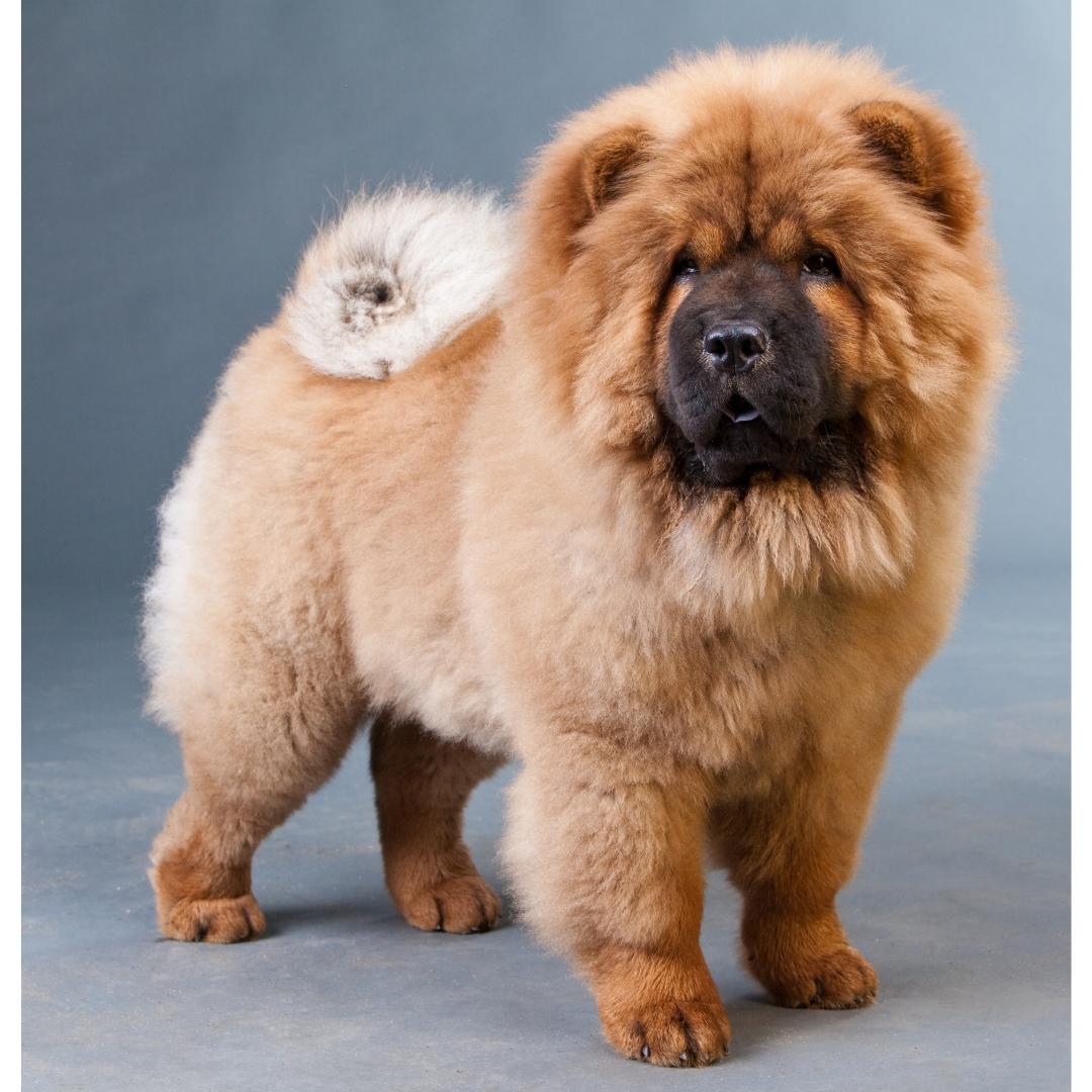 CHOW CHOW