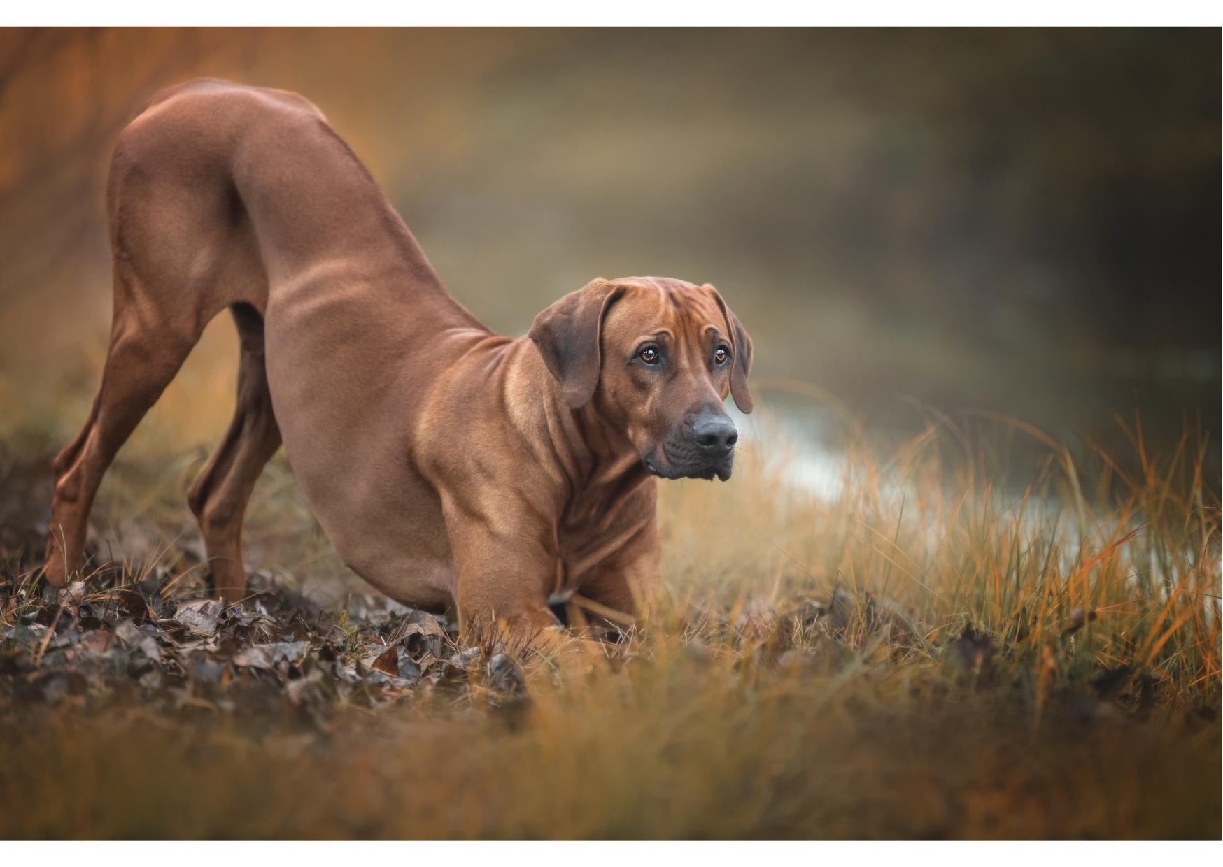 RHODESIAN RIDGEBACK