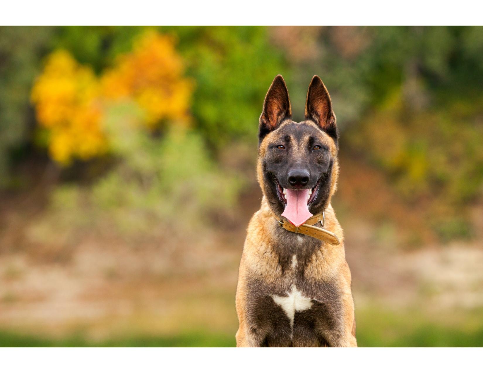 BELGIAN MALINOIS