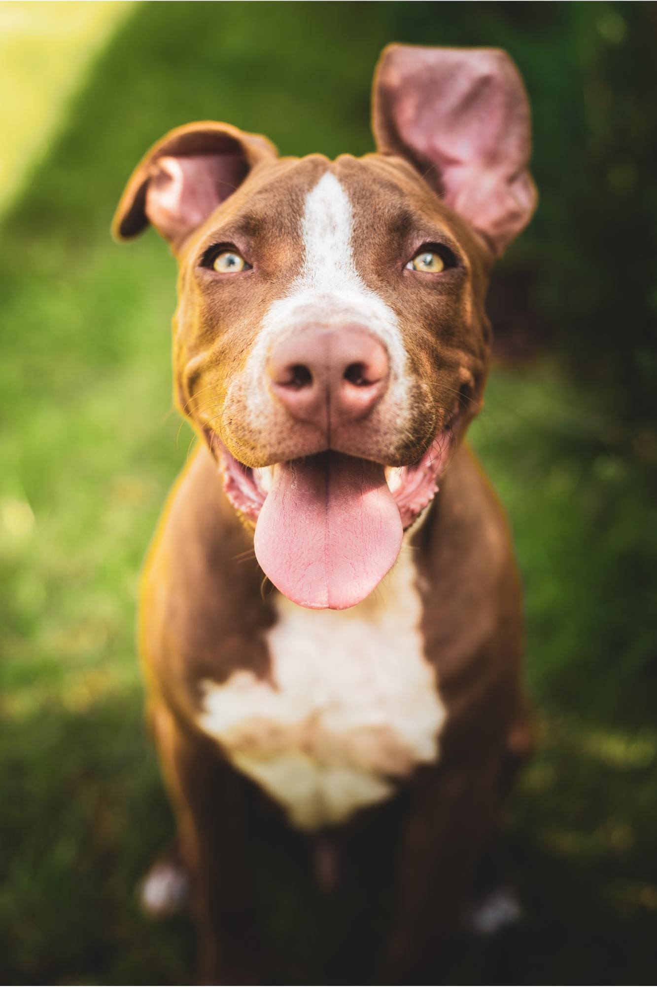 Pitbull(American Pitbull Terrier)