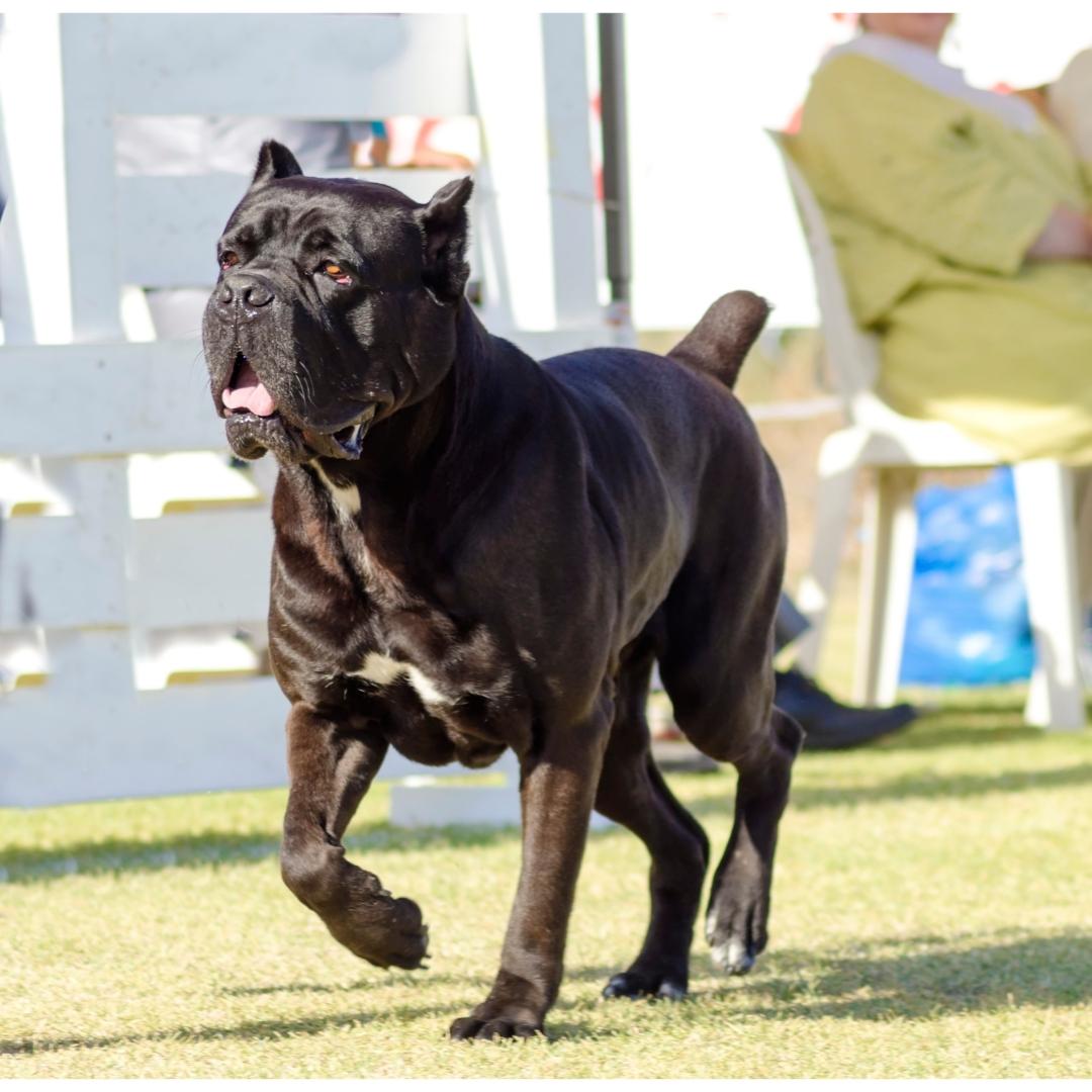 CANE CORSO