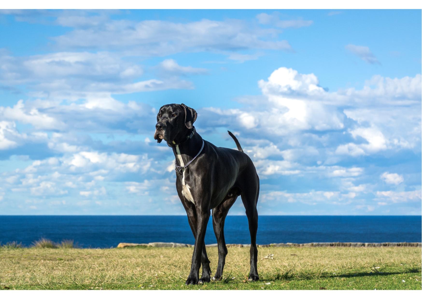 GREAT DANE