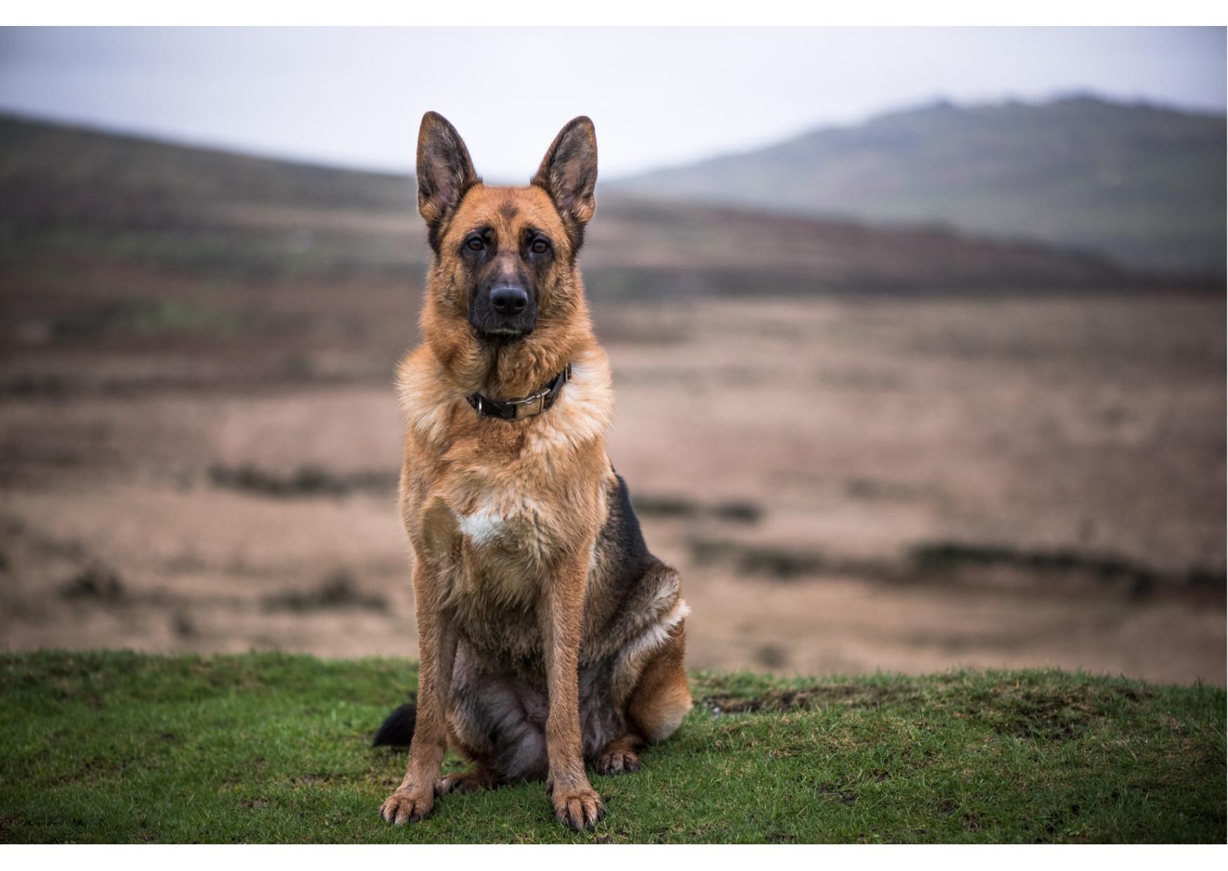 GERMAN SHEPHERD