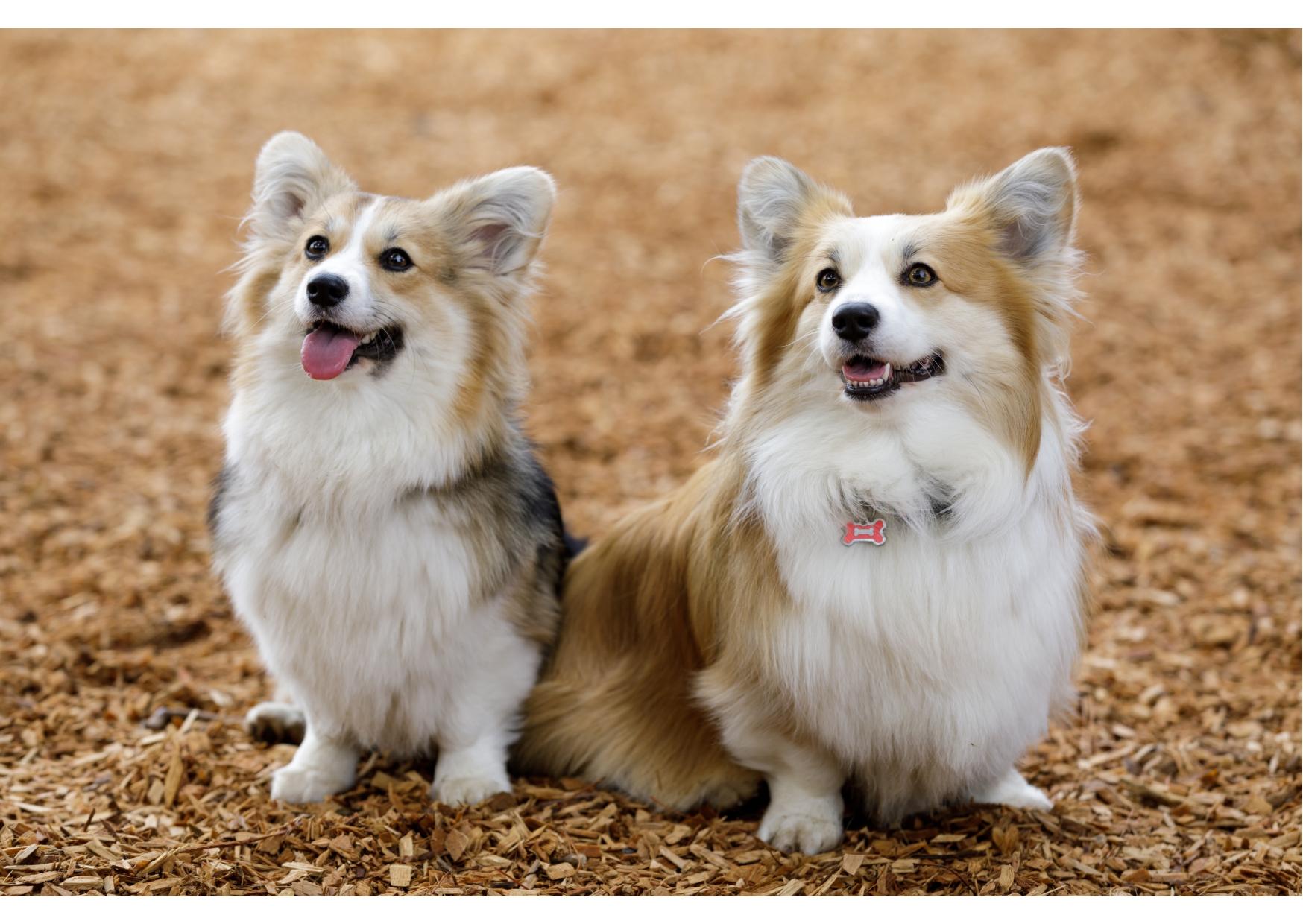 PEMBROKE WELSH CORGI