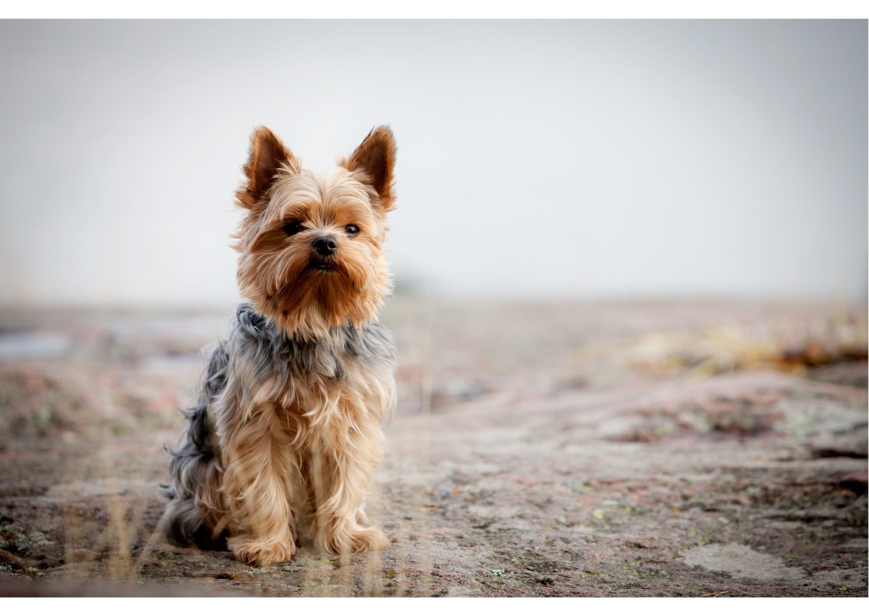 YORKSHIRE TERRIER