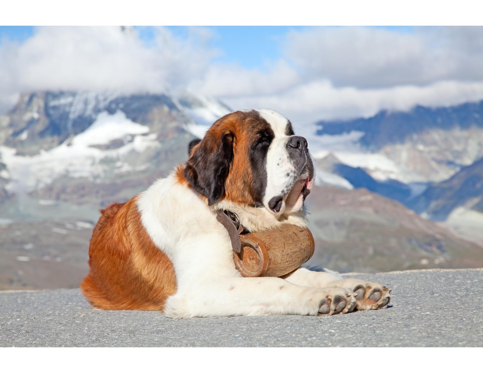 SAINT BERNARD