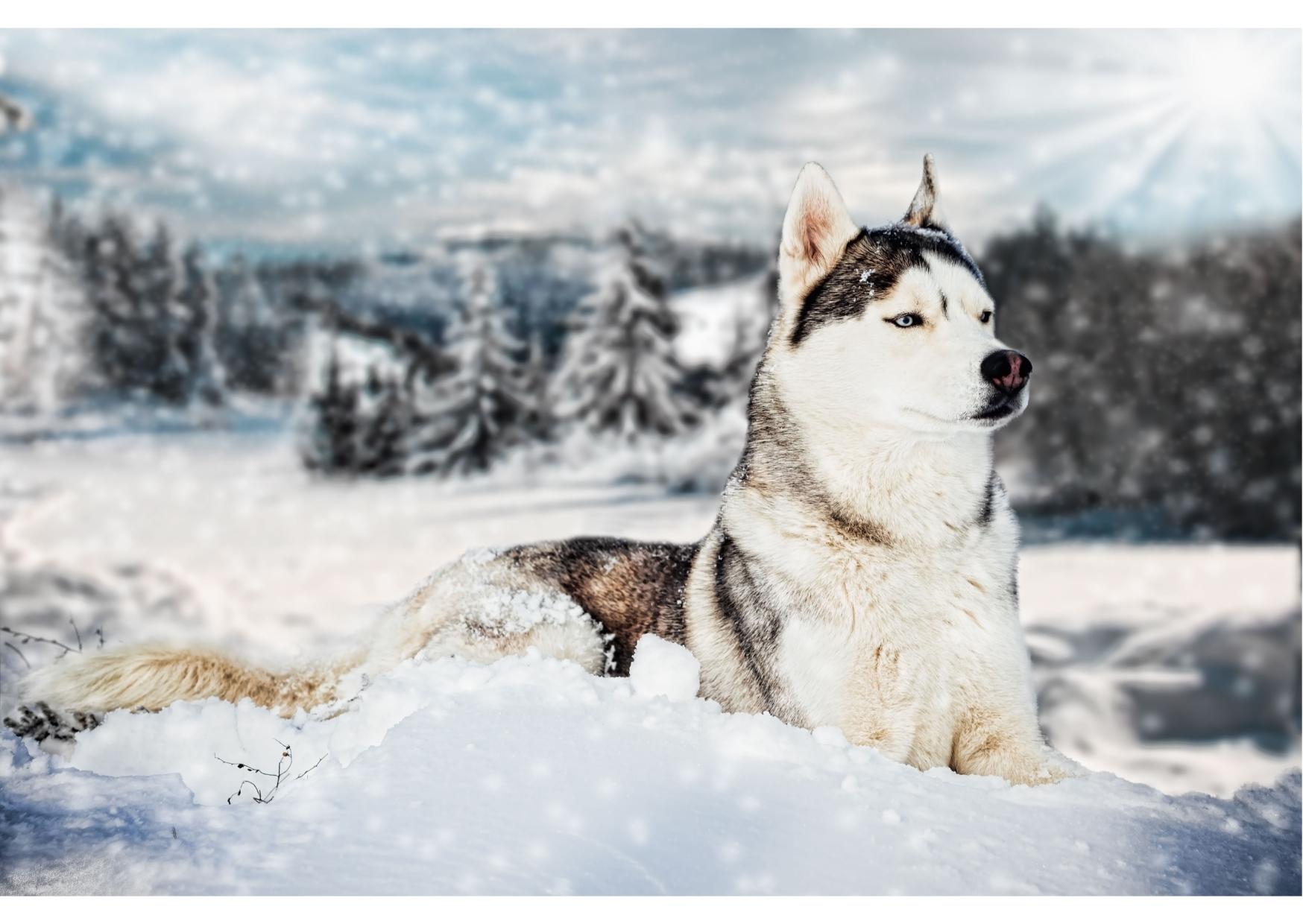 SIBERIAN HUSKY