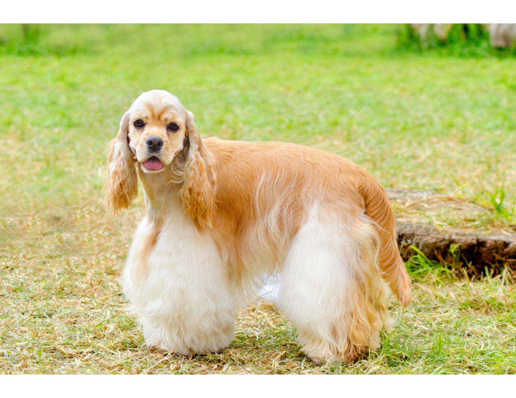 COCKER SPANIEL