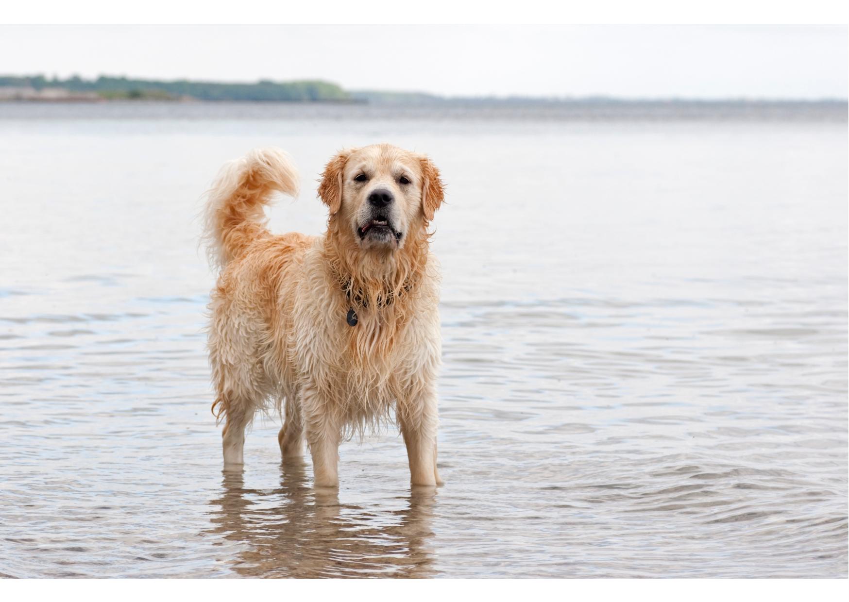 GOLDEN RETRIEVER