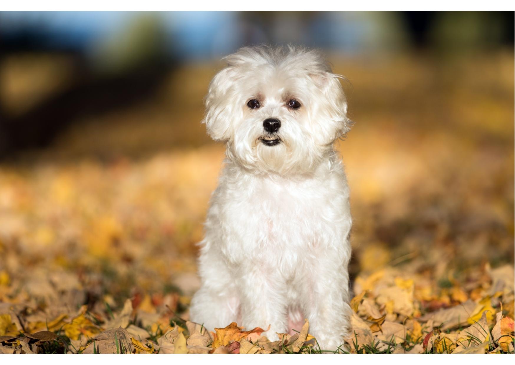 MALTESE