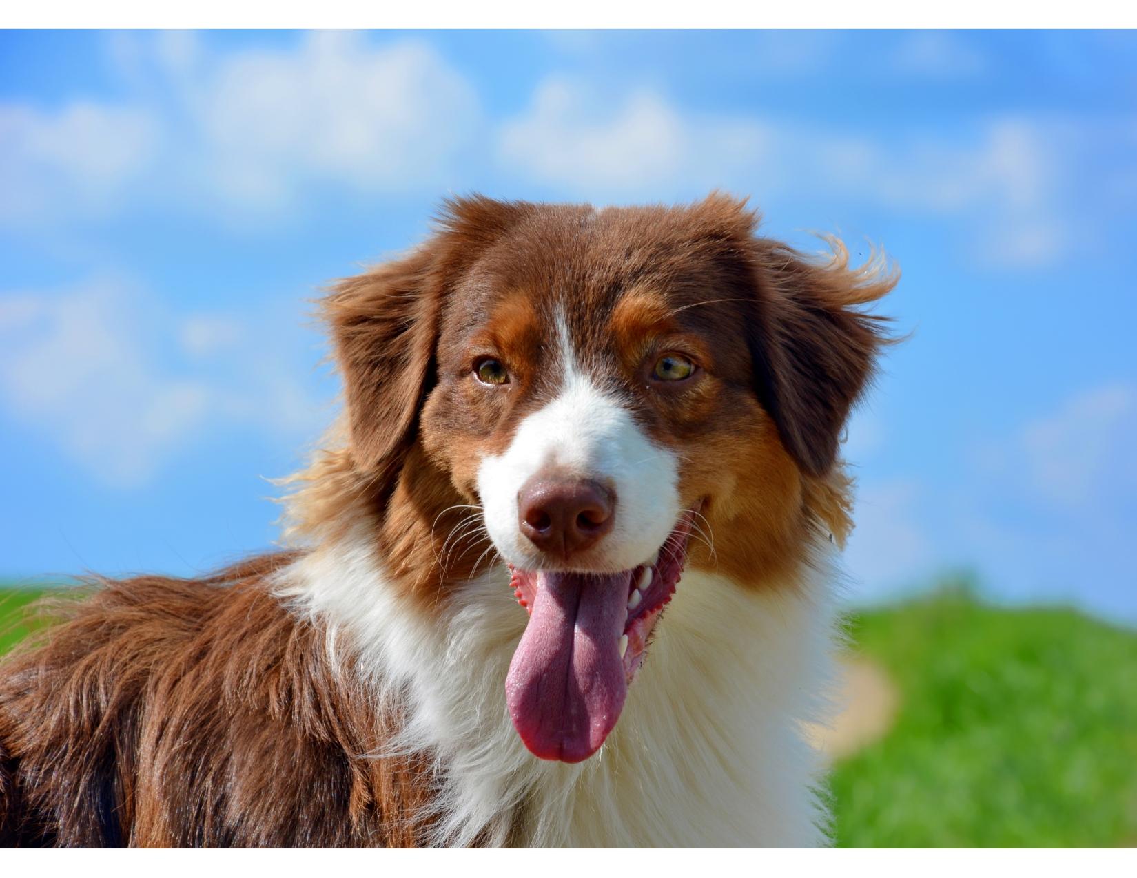 AUSTRALIAN SHEPHERD