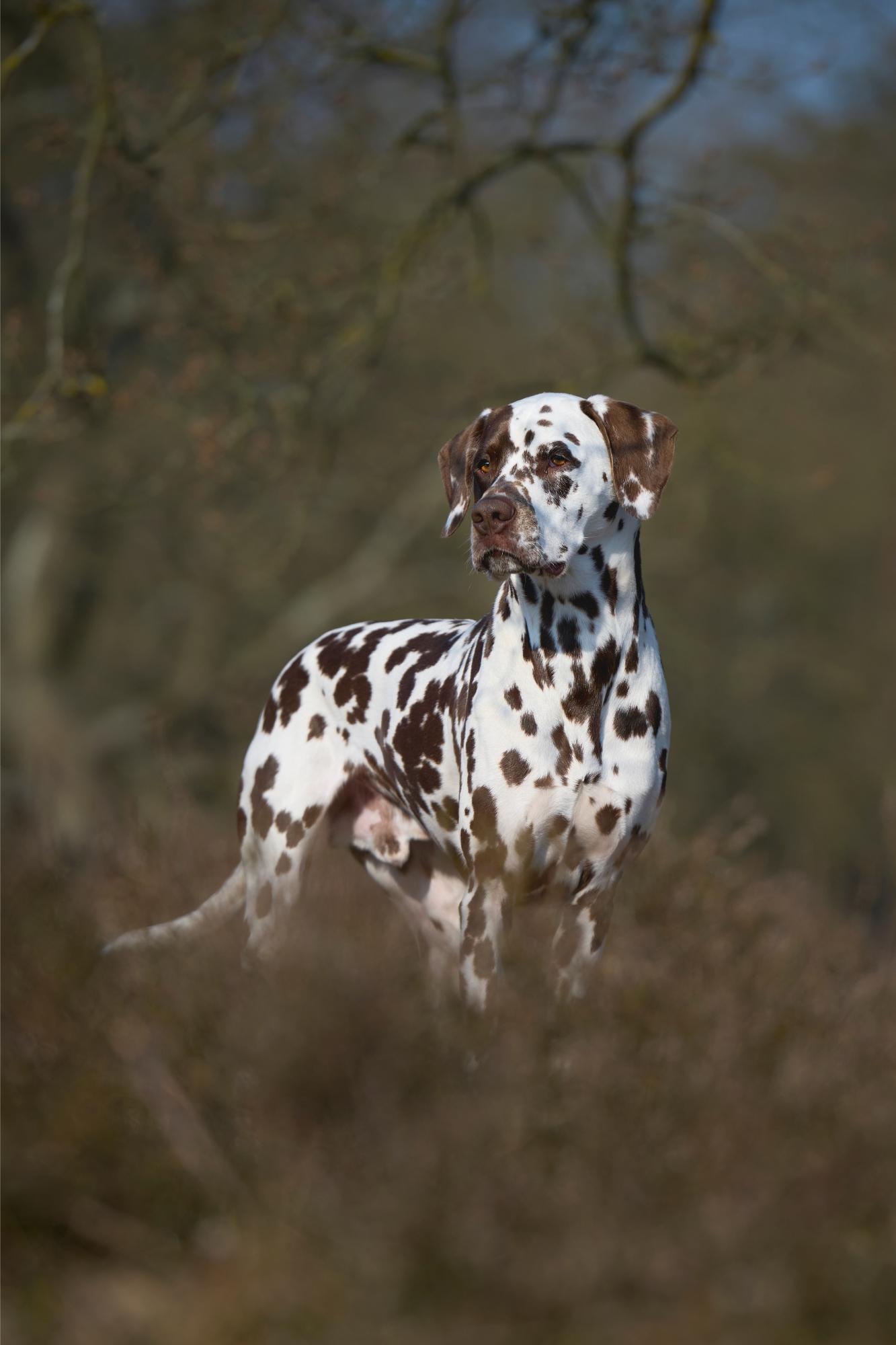 DALMATIAN